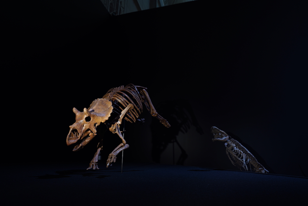 DinoScience 恐竜科学博　ソニー　ララミディア大陸　恐竜展　みなとみらい　パシフィコ横浜　トリケラトプス　幼体　化石　日本初公開