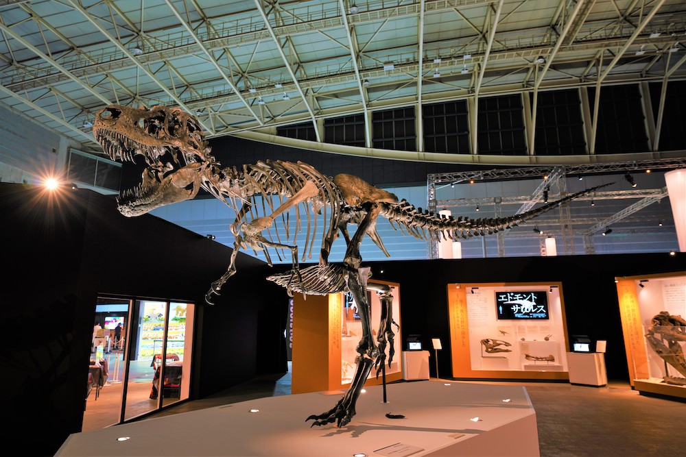 恐竜科学博　展示　パシフィコ横浜　ゴルゴサウルス DinoScience 恐竜科学博　ソニー　ララミディア大陸　恐竜展　みなとみらい　パシフィコ横浜　トリケラトプス