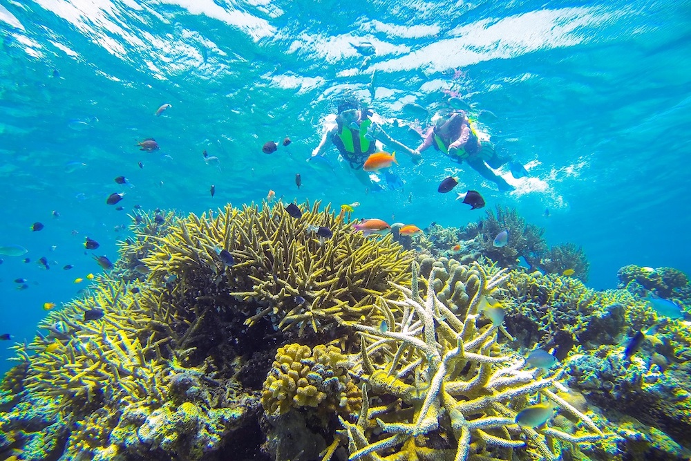 リゾナーレ　リゾナーレ小浜島　星野リゾート　自由研究　プログラム　アクティビティ　沖縄　サンゴ　珊瑚　シュノーケリング