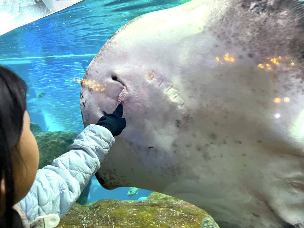 新江ノ島水族館　えのすい　水族館　江ノ島　藤沢　子連れ　子連れのお出かけ　子連れ旅　子連れイベント　知育　旅育　エイ
