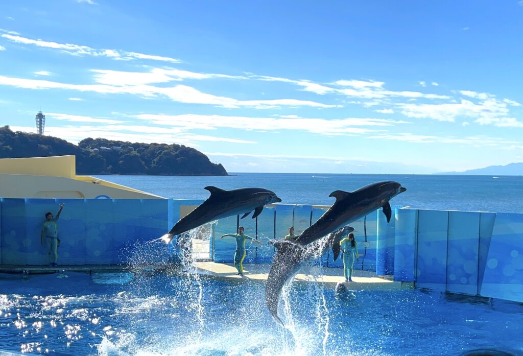 新江ノ島水族館　えのすい　水族館　江ノ島　藤沢　子連れ　子連れのお出かけ　子連れ旅　子連れイベント　知育　旅育　イルカ　イルカショー