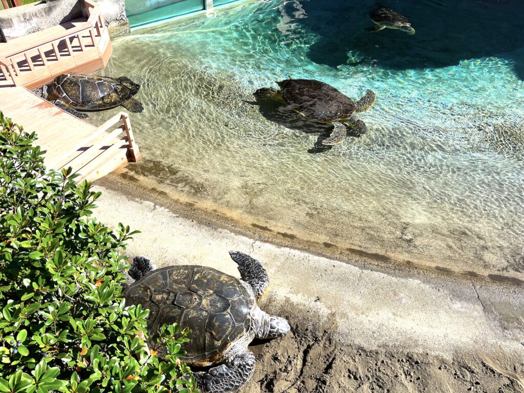 新江ノ島水族館　えのすい　水族館　江ノ島　藤沢　子連れ　子連れのお出かけ　子連れ旅　子連れイベント　知育　旅育　ウミガメ